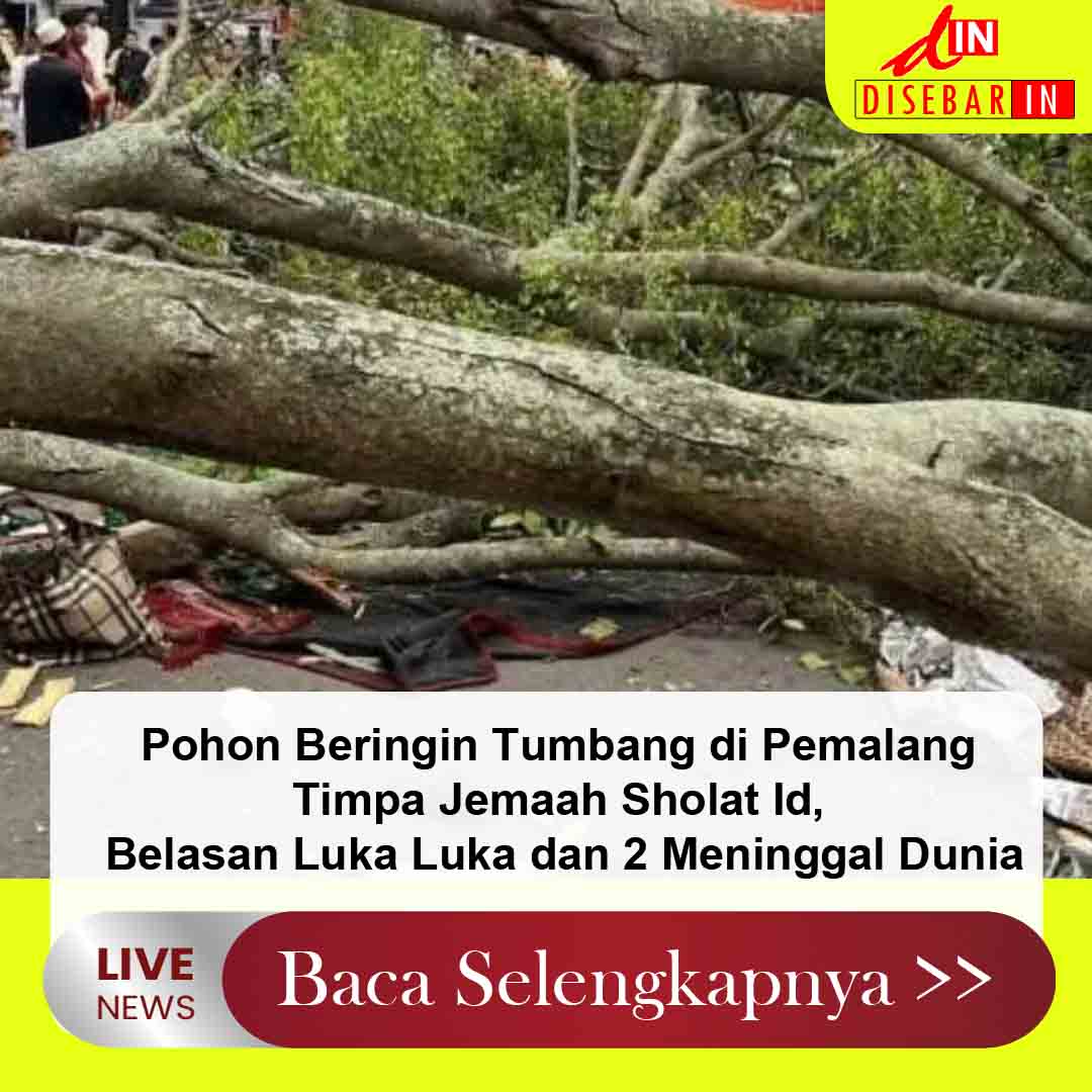 Pohon Beringin Tumbang di Pemalang Timpa Jemaah Sholat Id, Belasan Luka Luka dan 2 Meninggal Dunia